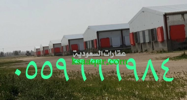 مقاول حظائر دواجن عنابر دجاج
