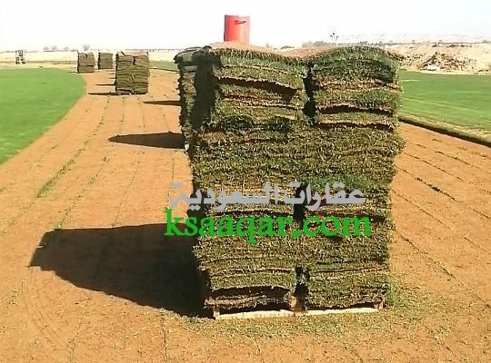 ثيل طبيعي تنسيق حدائق