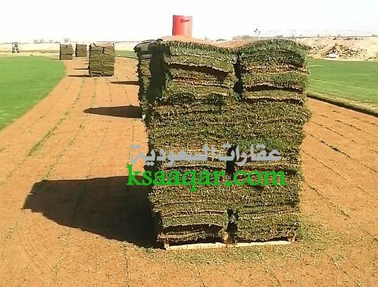 ثيل طبيعي تنسيق حدائق