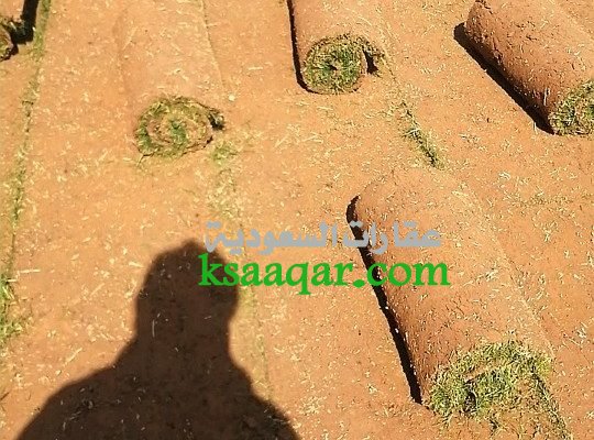 ثيل طبيعي تنسيق حدائق