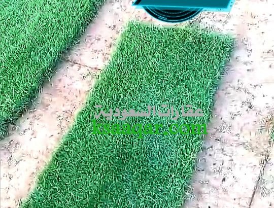 ثيل طبيعي تنسيق حدائق