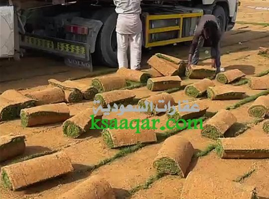 ثيل طبيعي تنسيق حدائق