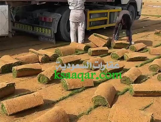 ثيل طبيعي تنسيق حدائق